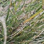 Equisetum ramosissimum Blatt