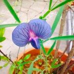 Lathyrus sativus Flower