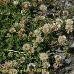 Trifolium thalii Habit