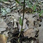 Epipactis microphylla Yaprak