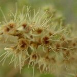 Combretum micranthum Frucht