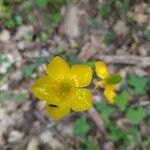 Ranunculus monspeliacus Blüte