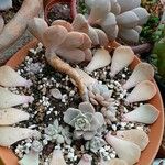 Echeveria laui ഇല