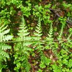 Dryopteris dilatata Лист