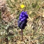 Muscari neglectumІнше