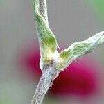 Silene coronaria Bark