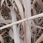 Miscanthus sacchariflorus Folha