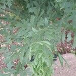 Romneya coulteri পাতা