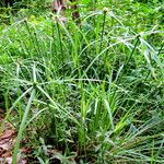 Cyperus aromaticus Vekstform