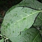 Phytolacca esculenta 葉