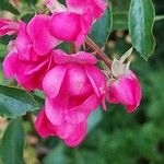 Rosa pendulina Λουλούδι