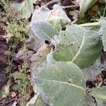 Salvia argentea Fuelha