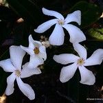Cerberiopsis obtusifolia Flor