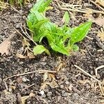 Echinacea purpureaFlor