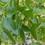 Ziziphus jujuba Fruit