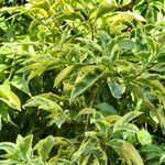 Ligustrum lucidum Hostoa