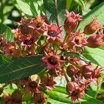 Forgesia racemosa Fleur