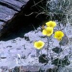 Calochortus aureus Blüte