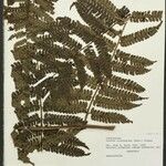 Cyathea cyatheoides Folla