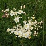 Filipendula vulgarisBlomst