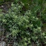 Teucrium rouyanum عادت داشتن