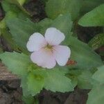 Gratiola peruviana Flower