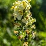 Pedicularis tuberosaFlower