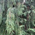 Cupressus cashmerianaLeaf