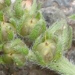 Heliotropium europaeum Fruit