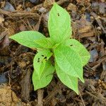 Tectona grandis Hoja