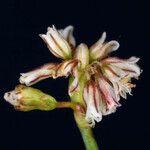 Eriogonum covilleanum Цвят