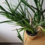 Sansevieria stuckyi Hoja
