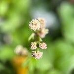 Sanicula europaea Flower