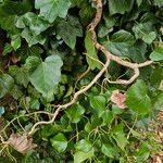 Hedera hibernica Yeri