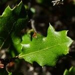 Quercus berberidifolia Ліст