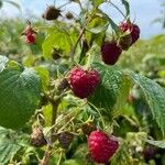 Rubus occidentalis Fruto