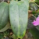 Cattleya trianae 葉