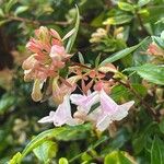 Abelia × grandiflora Blomst