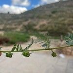 Tribulus terrestris Frucht