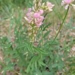 Onobrychis arenaria Blüte