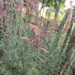 Agastache rupestris Flower