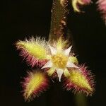 Miconia leamarginata Λουλούδι