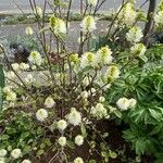 Fothergilla gardeniiBlomma