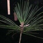 Pinus caribaea Otro