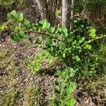 Rubus ellipticus Blatt