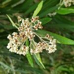 Buddleja loricata 花