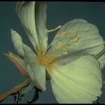 Oenothera pallida Blomst