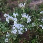 Heliotropium longiflorum फूल