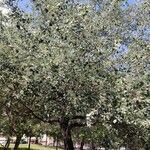 Populus × canescens Ліст