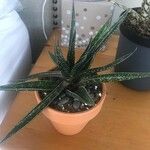 Aloe variegata Φύλλο